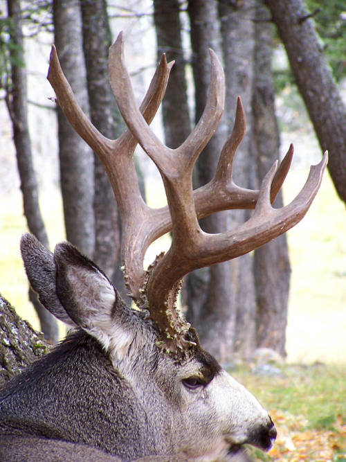 Northern Hawgs VI