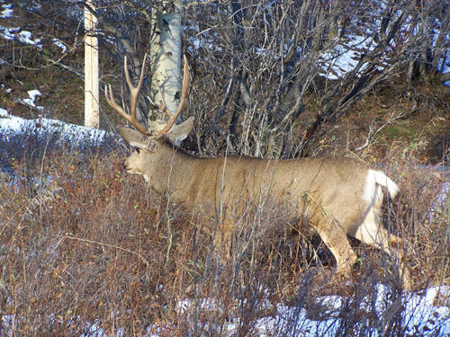 Northern Hawgs VI