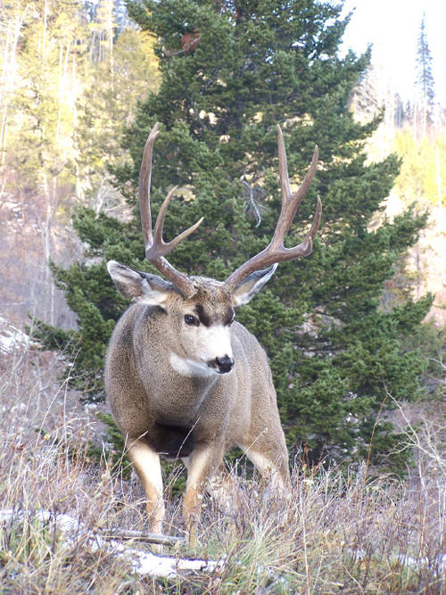 Northern Hawgs VI