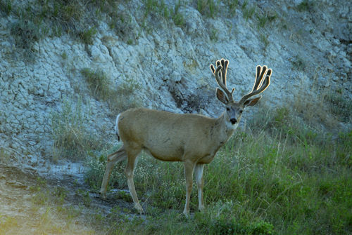 Big Velvet Mulies