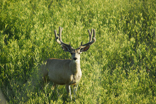 Big Velvet Mulies