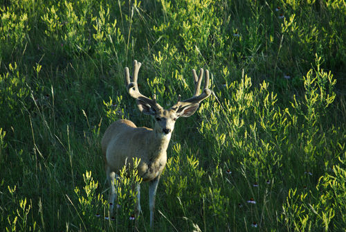 Big Velvet Mulies
