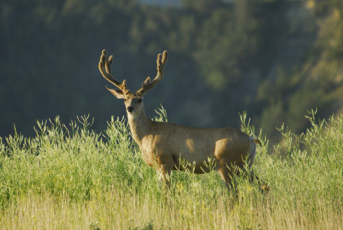 Big Velvet Mulies