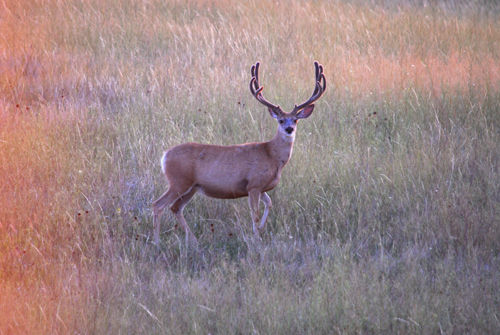 Big Velvet Mulies