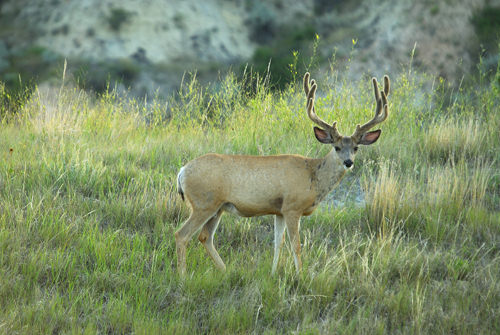 Big Velvet Mulies