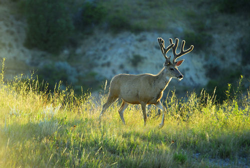 Big Velvet Mulies