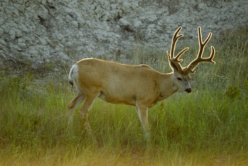 Big Velvet Mulies