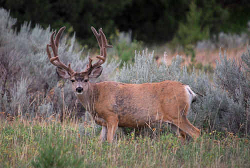 Big Velvet Mulies