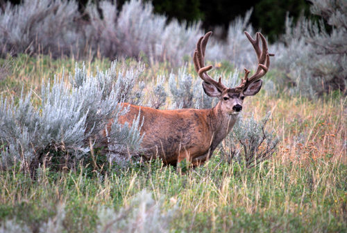 Big Velvet Mulies