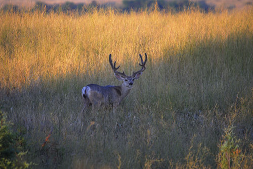 Big Velvet Mulies