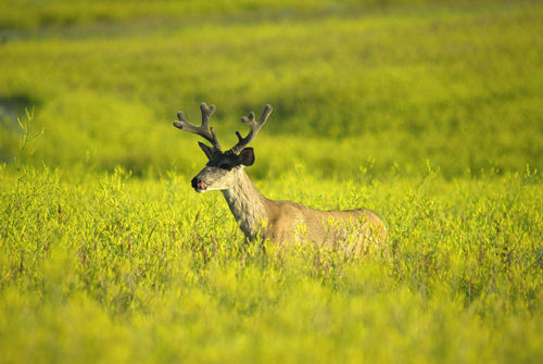 Big Velvet Mulies