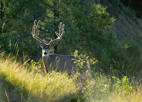 Big Velvet Mulies