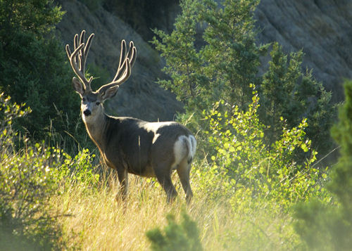 Big Velvet Mulies