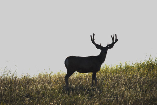Big Velvet Mulies
