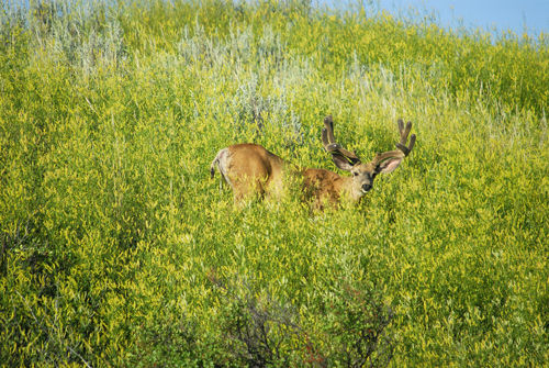 Big Velvet Mulies