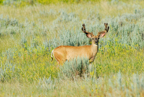 Big Velvet Mulies