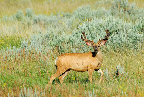 Big Velvet Mulies