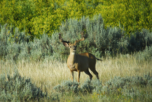 Big Velvet Mulies