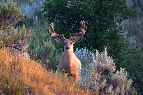 Big Velvet Mulies