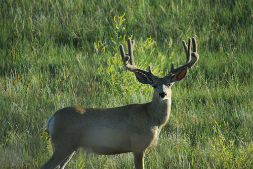 Big Velvet Mulies