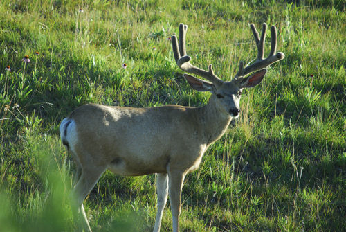 Big Velvet Mulies