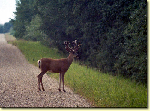 Northern Velvet