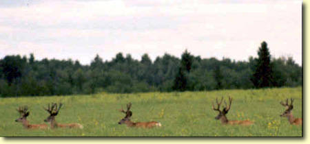 Northern Velvet