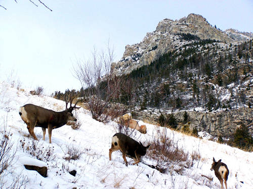 Northern Hawgs VII