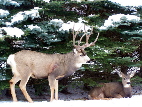 Northern Hawgs VII