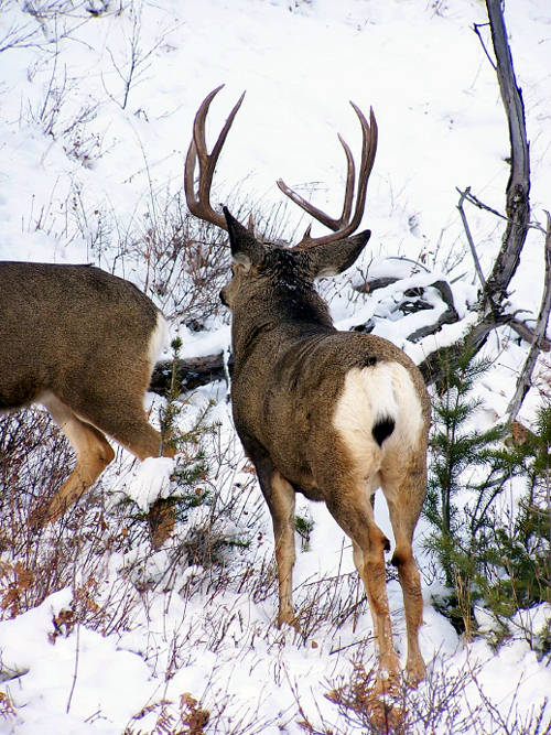 Northern Hawgs VII
