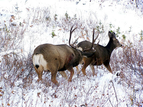 Northern Hawgs VII