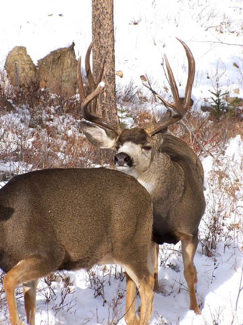 Northern Hawgs VII