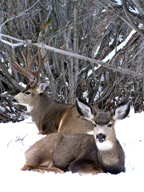 Northern Hawgs VII