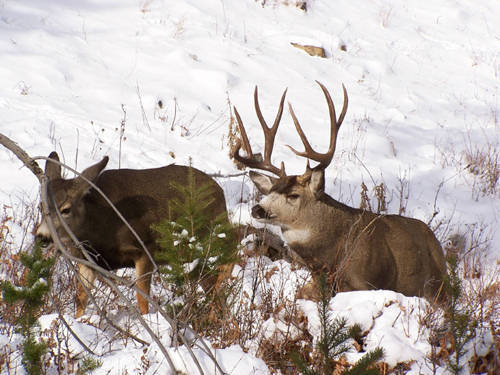Northern Hawgs VII