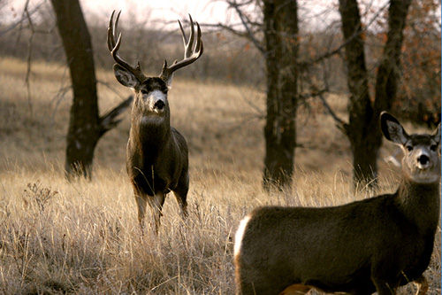 Saskatchewan - Hard Horned IV