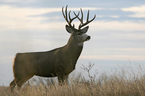 Saskatchewan - Hard Horned IV