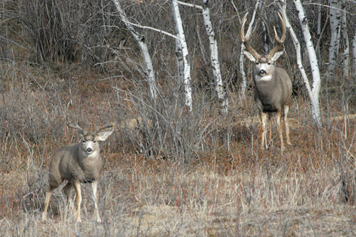 Saskatchewan - Hard Horned IV
