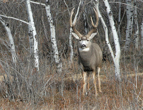 Saskatchewan - Hard Horned IV