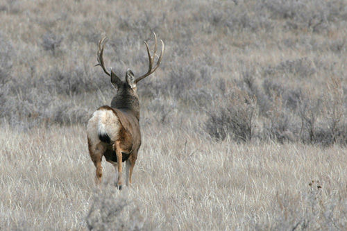 Saskatchewan - Hard Horned IV