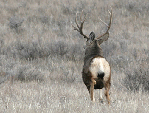 Saskatchewan - Hard Horned IV