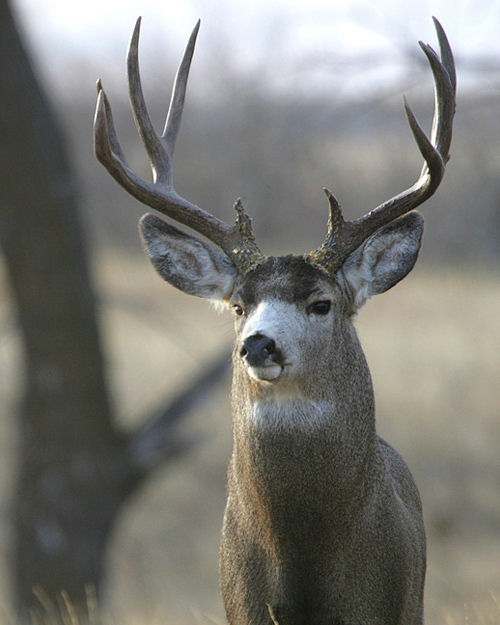 Saskatchewan - Hard Horned IV