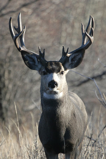Saskatchewan - Hard Horned IV
