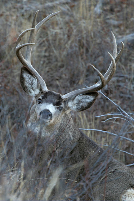 Saskatchewan - Hard Horned IV