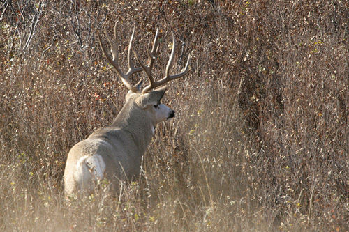 Saskatchewan - Hard Horned IV