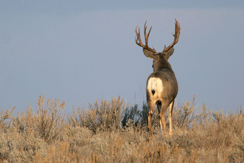 Saskatchewan - Hard Horned IV