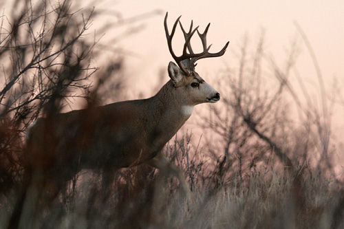 Saskatchewan - Hard Horned IV