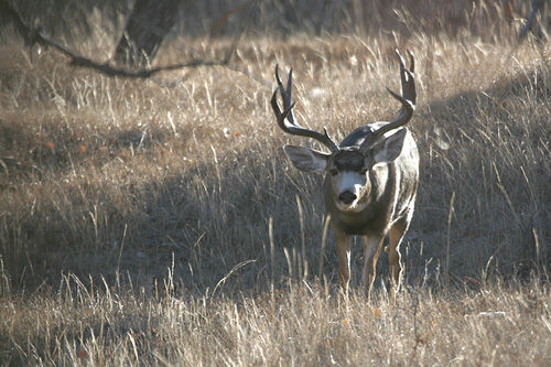 Saskatchewan - Hard Horned IV