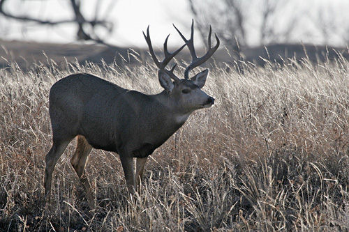 Saskatchewan - Hard Horned IV