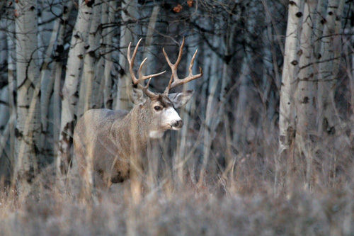 Saskatchewan - Hard Horned IV