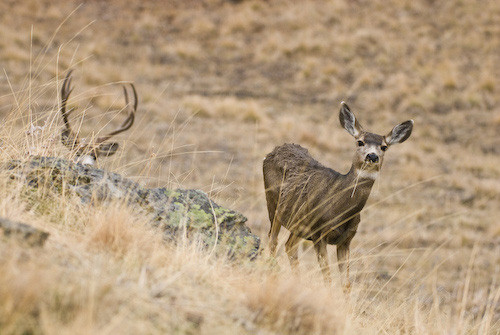 Nuts About Bucks VII